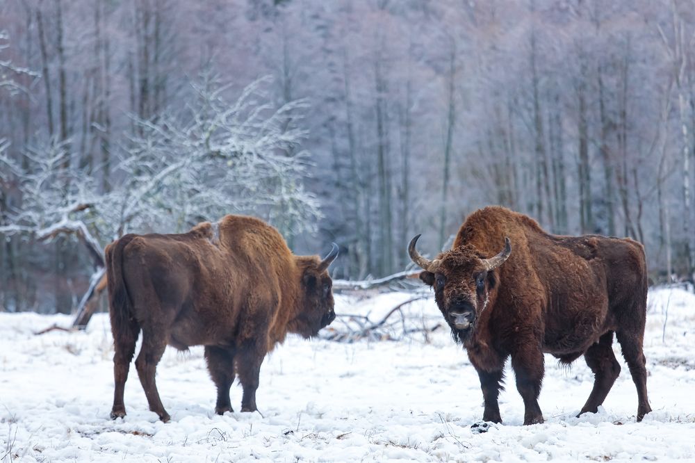 Photograph by Светлана Солдатченкова