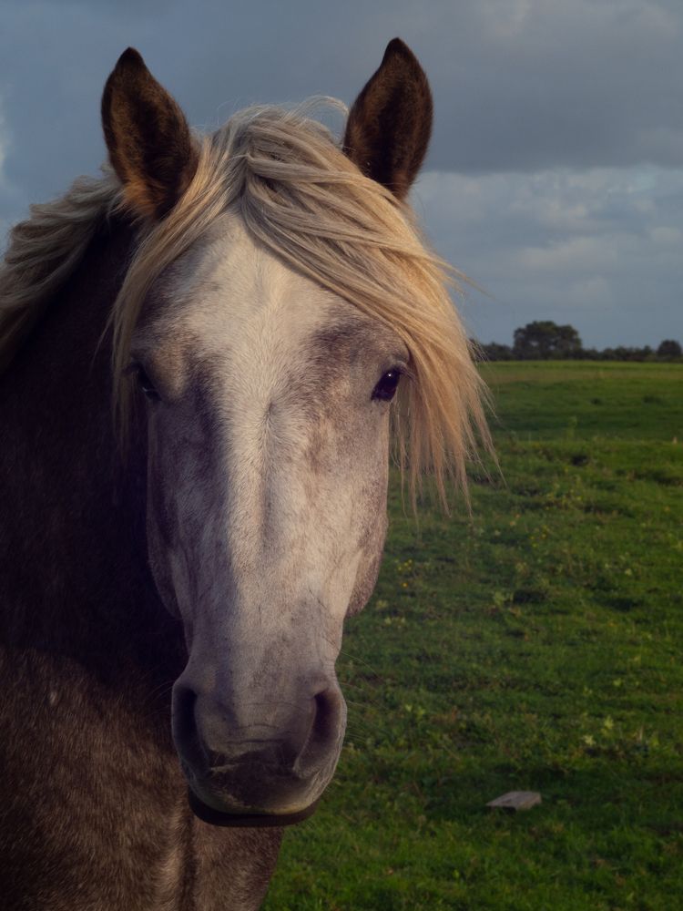 Куршский щеголь