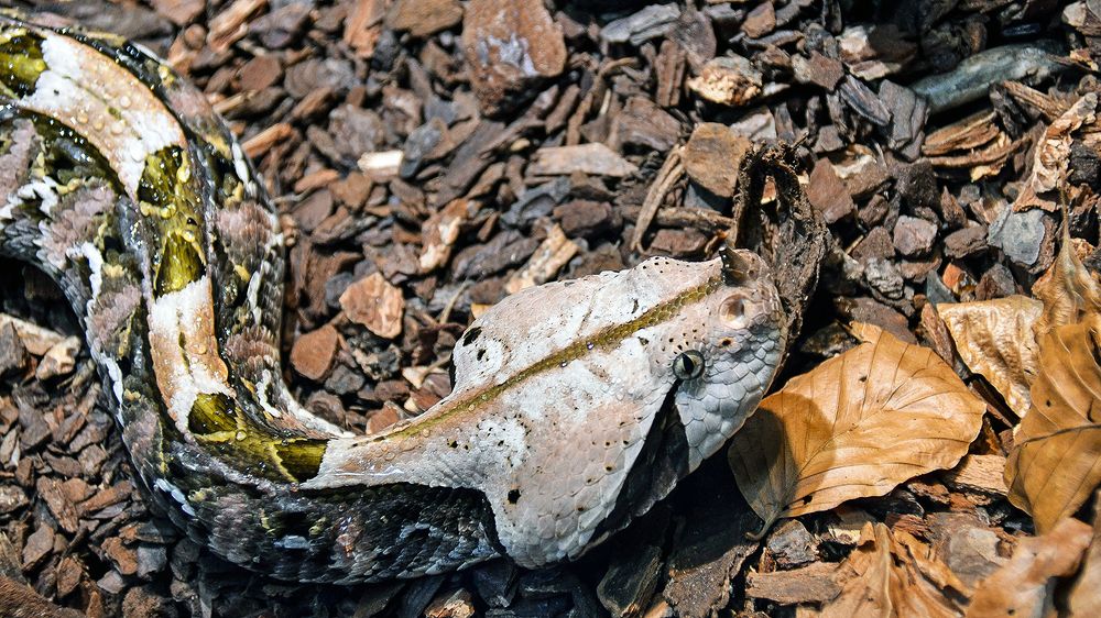 Неужели охота?