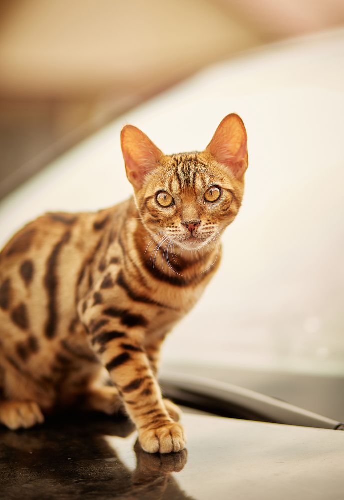 Photograph by Наталья Мясникова