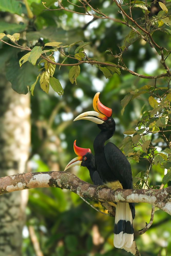 Photograph by Livines Annamalai