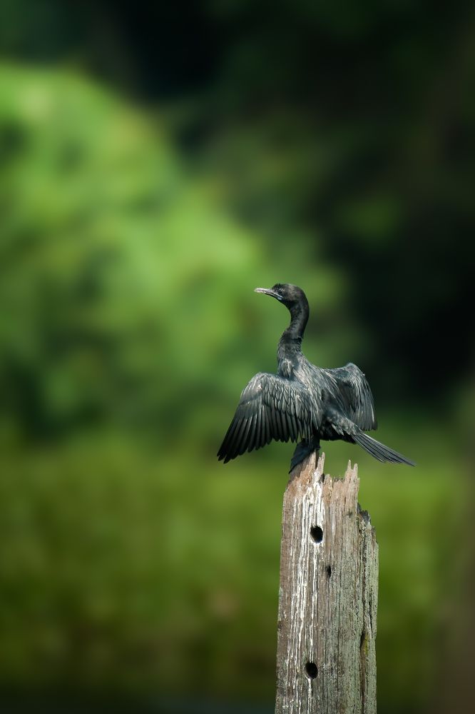 Photograph by Livines Annamalai