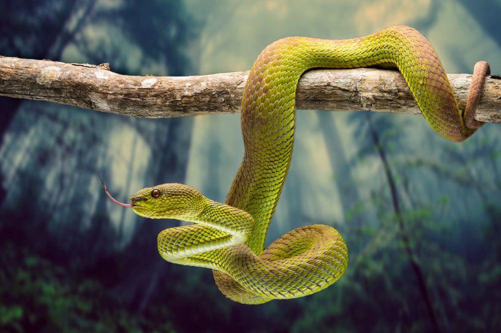 Photograph by Yulianto Pongge