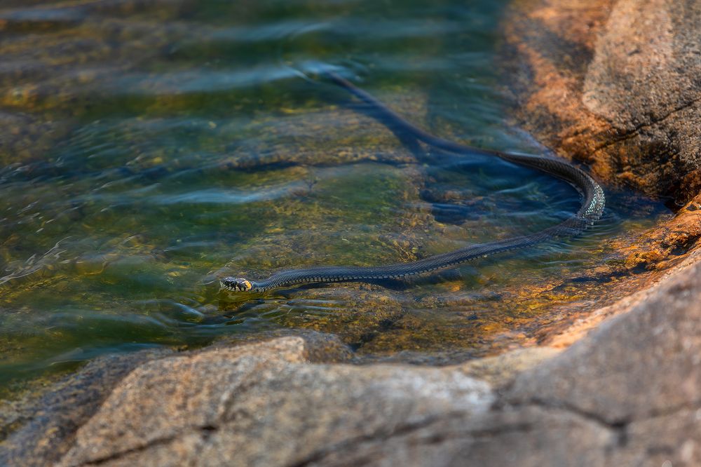 Фотография автора Alexander Pashenichev