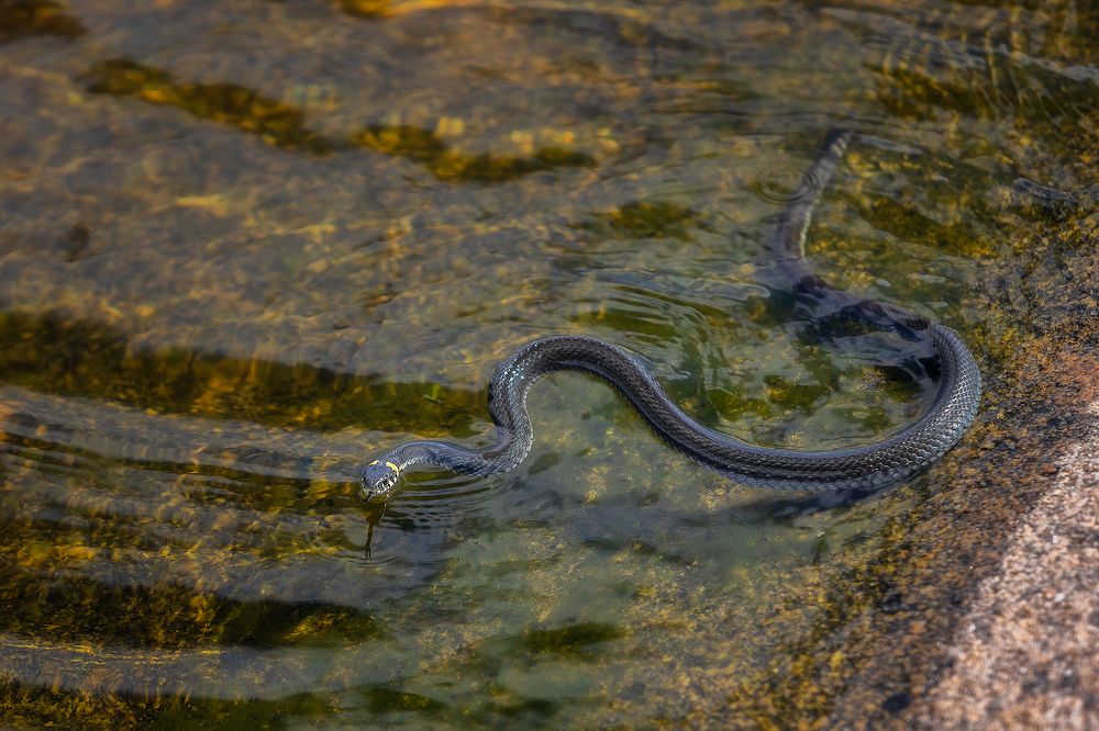 Фотография автора Alexander Pashenichev