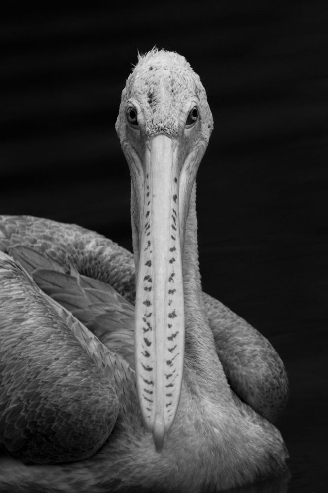 Photograph by Shehan Dondeenu