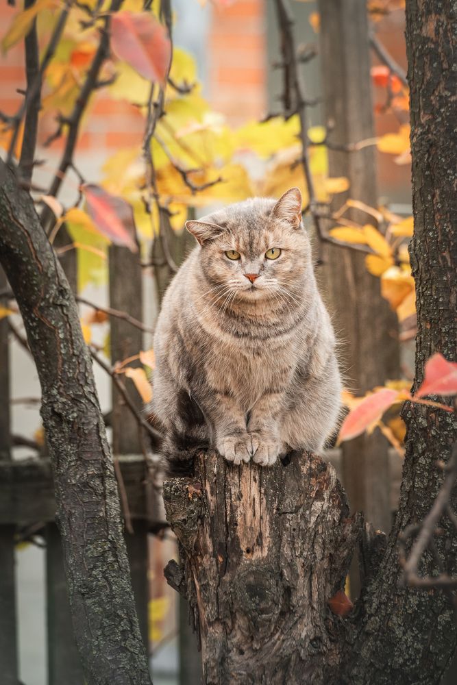 Осенняя кошечка