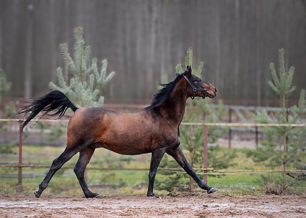 Photograph by Алена Сидорова