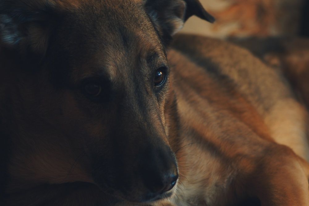 Фотография автора Сергей Вдовин