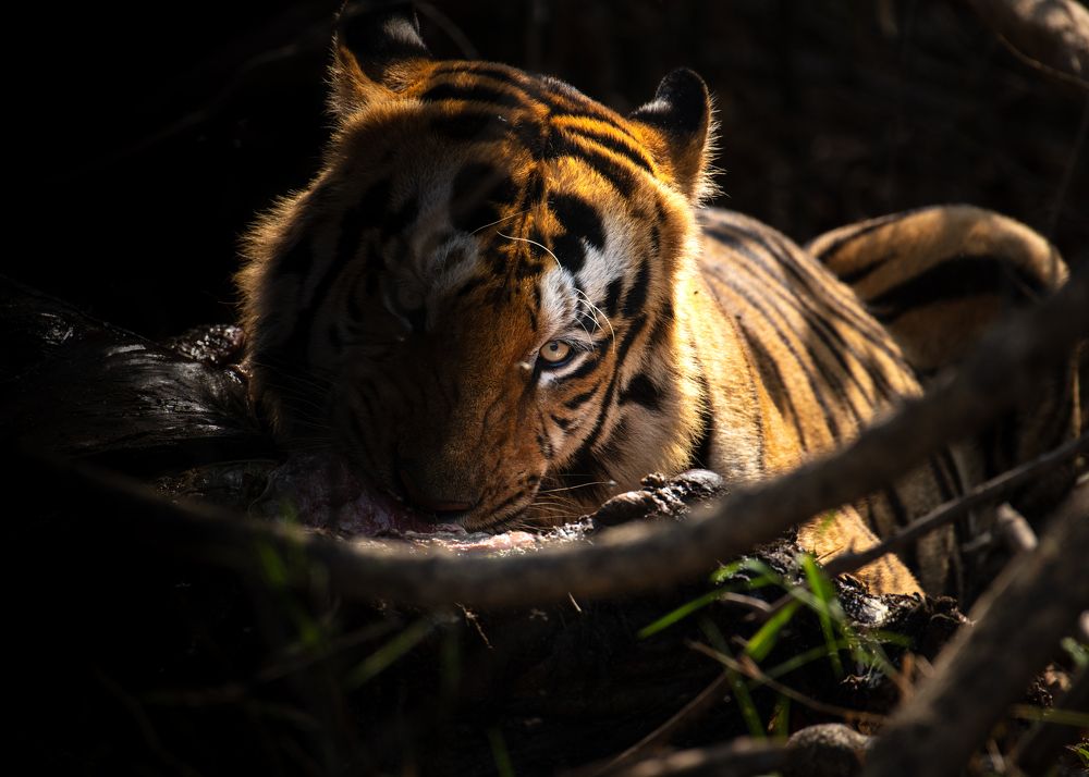 Photograph by SOORAJ NALLOORE