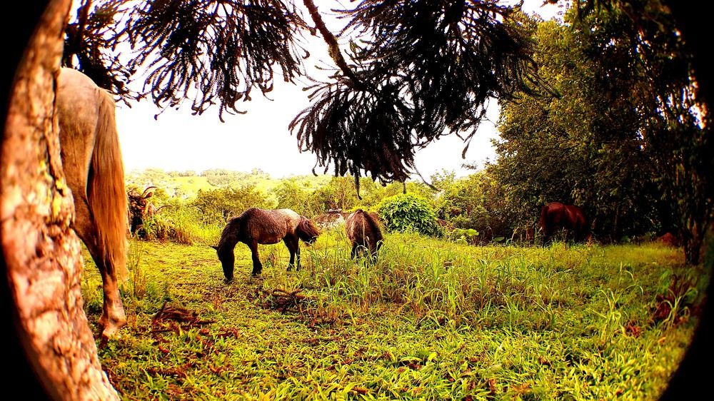 Photograph by CRINALDO REIS