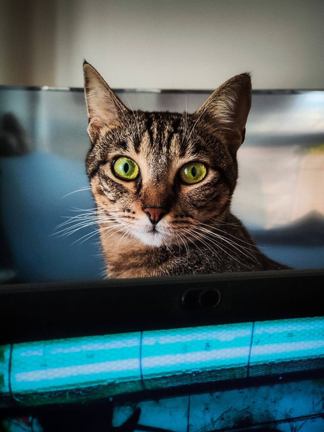 Supervisor Cat