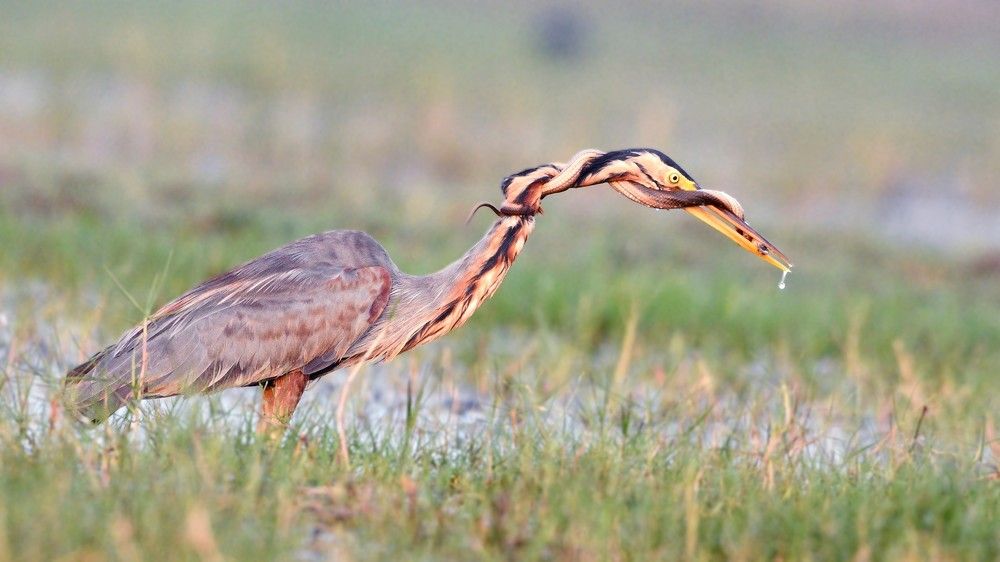 Photograph by SUSANTA KUMAR DAS