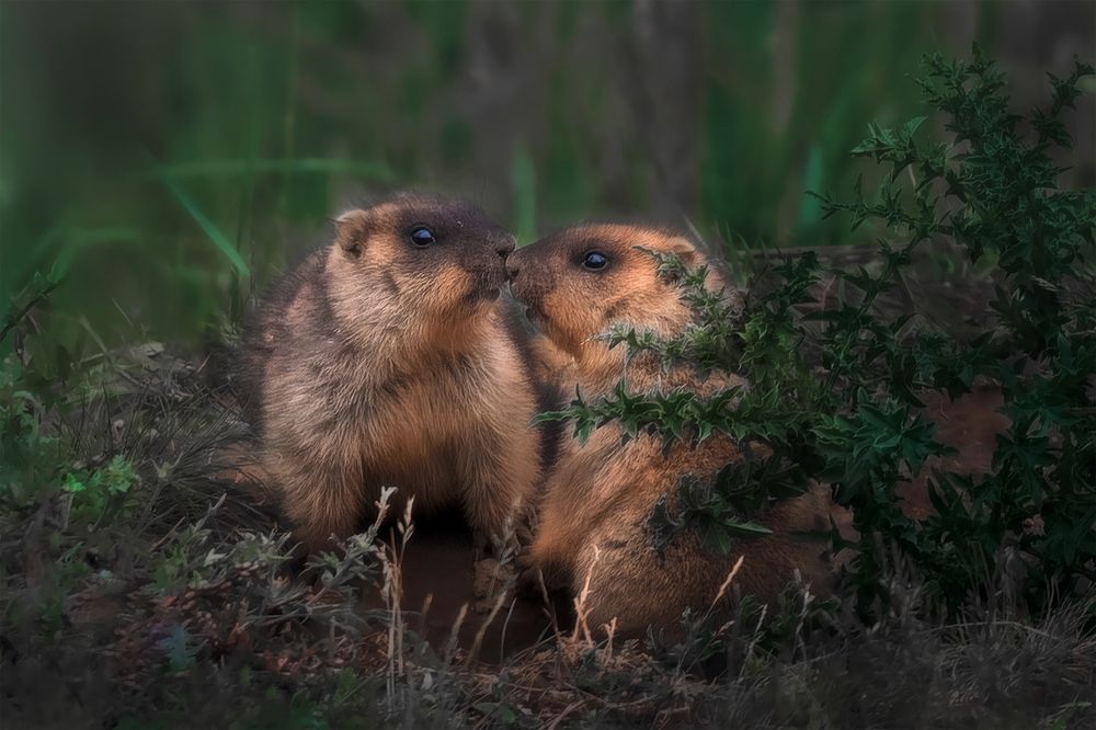 Photograph by Nephotograph