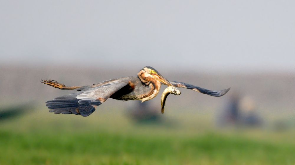 Photograph by SUSANTA KUMAR DAS
