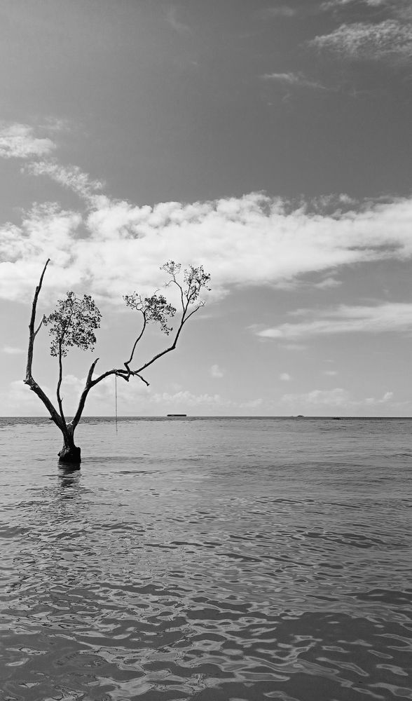 Lone Tree