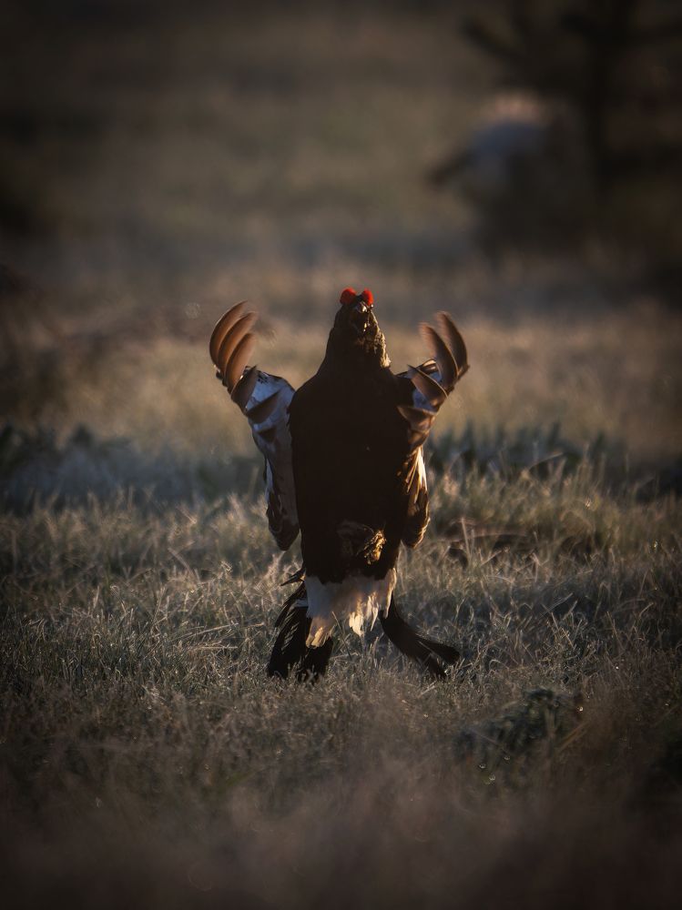 Балет "Тетеревиное озеро"