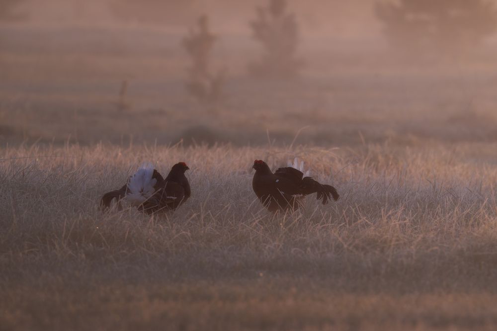 Photograph by Nephotograph