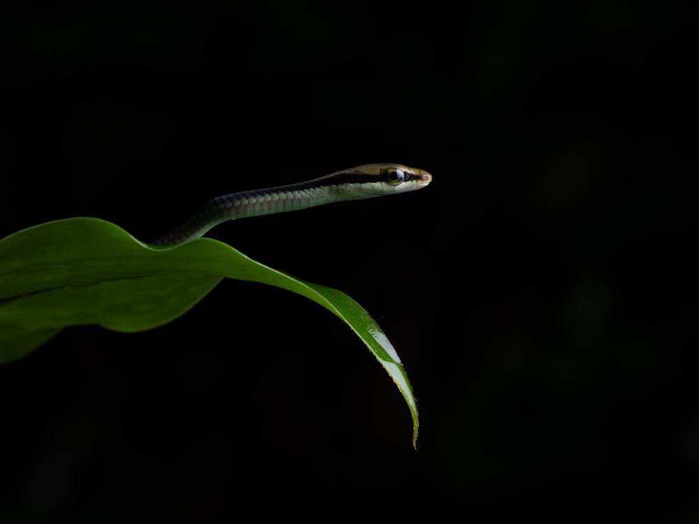 Bronzeback snake