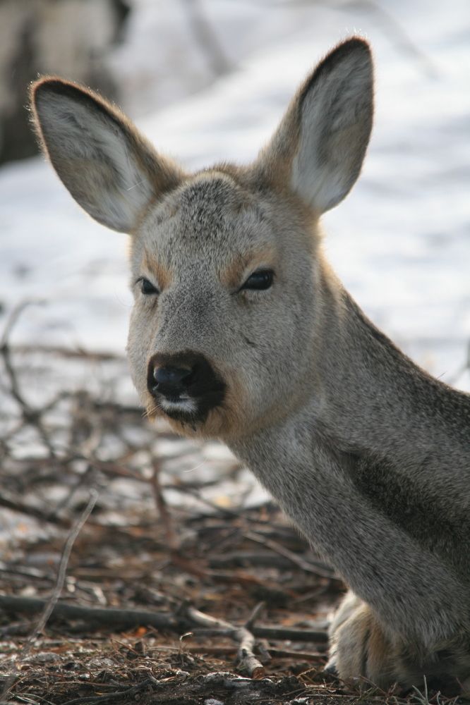 Фотография автора Татьяна Шебаршенко