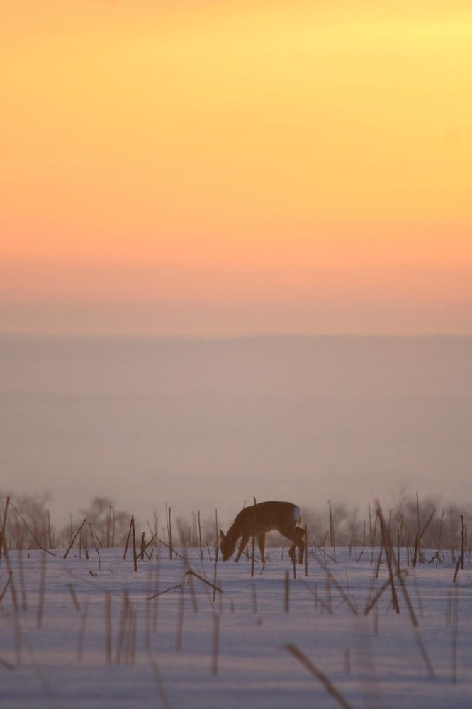 Фотография автора Татьяна Шебаршенко