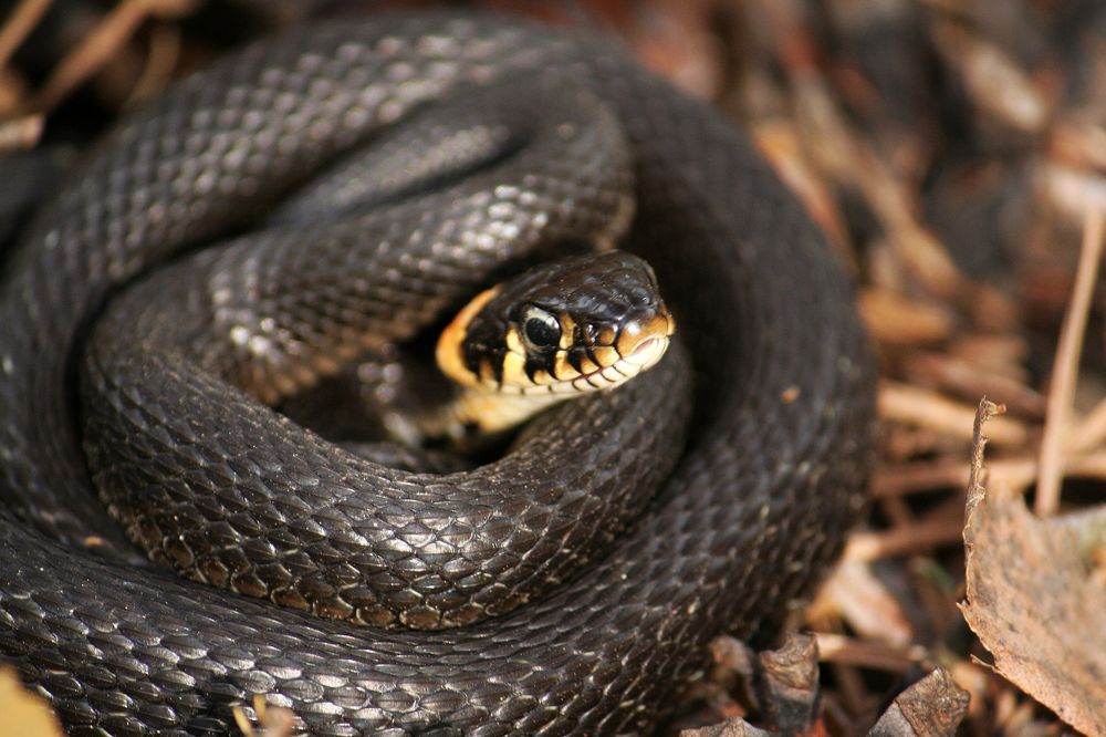 Photograph by Дарья Улюсова