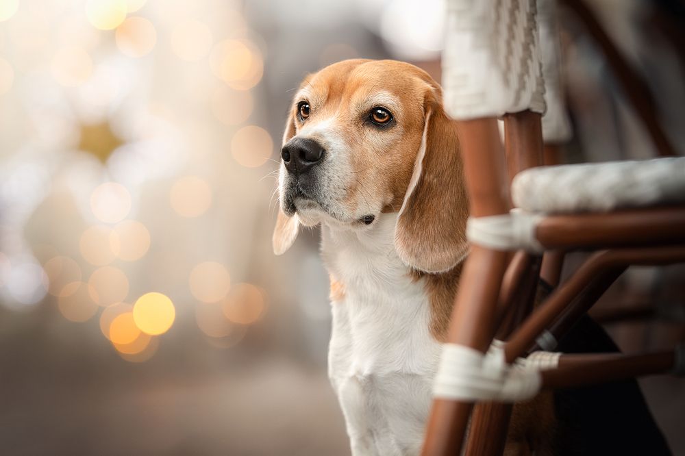 Photograph by Laura Quintanel