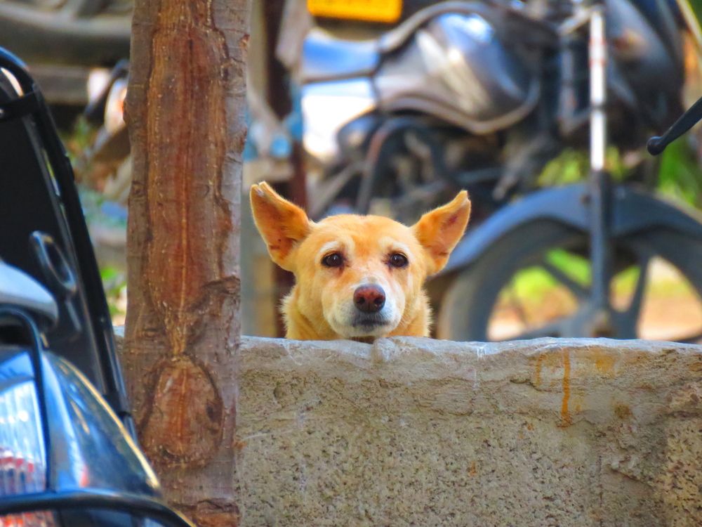 Stray dog quietly regards me