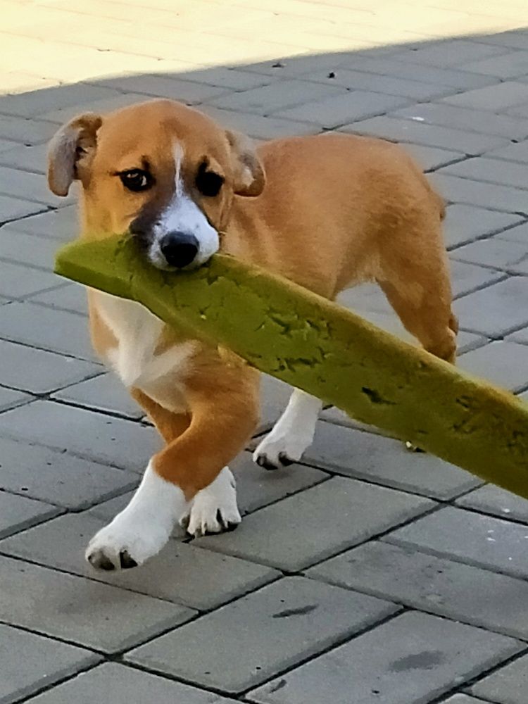 Фотография автора Светлана Анатольевна Чернышова