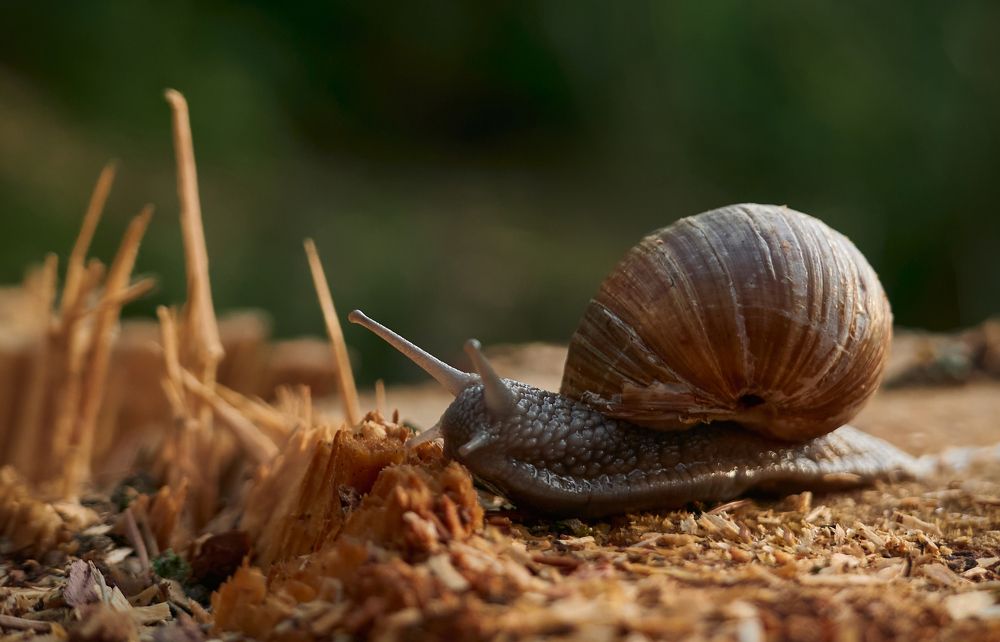 Фотография автора Евгений Трофимов
