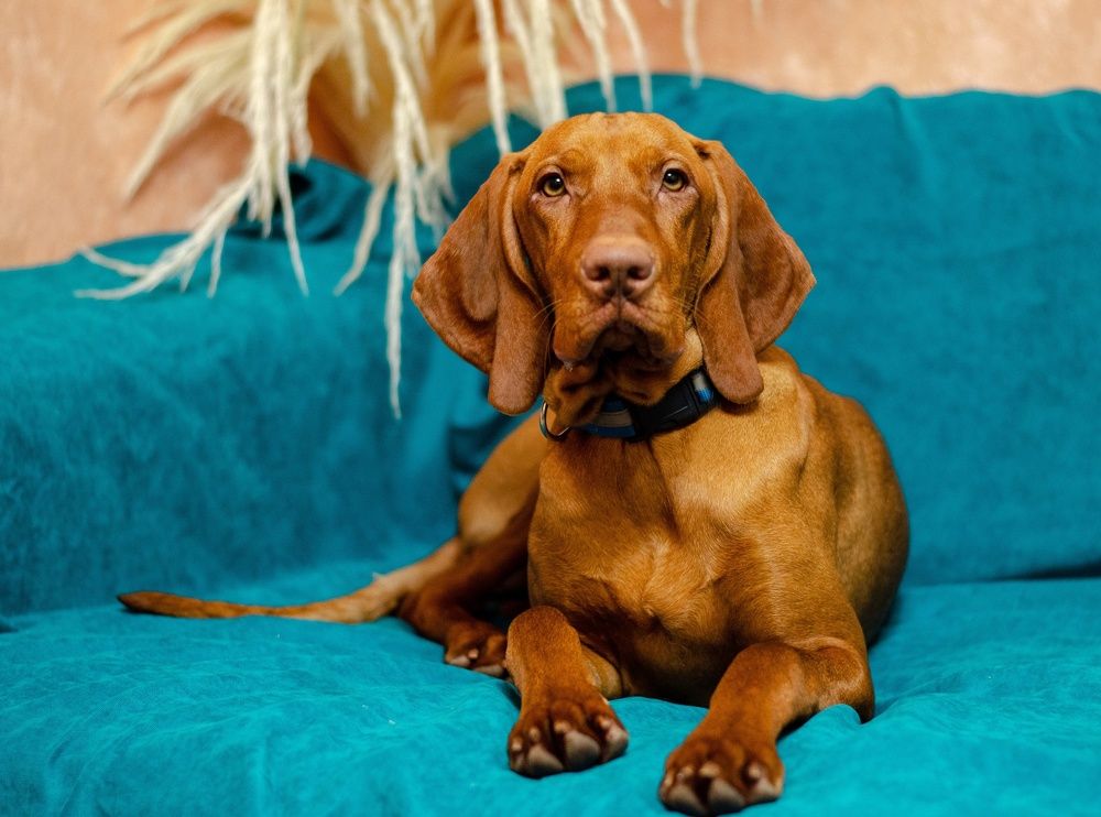 Фотография автора Елена Ефименко