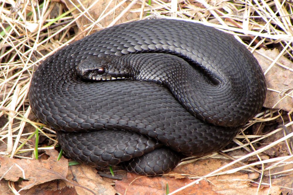 Заклубочилась