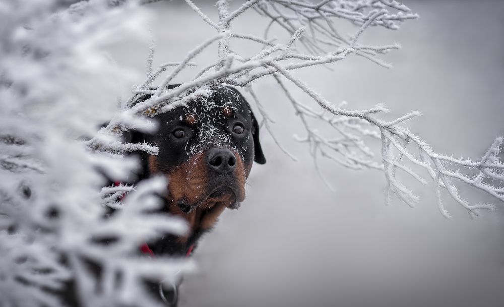 Photograph by Яна Кудлай