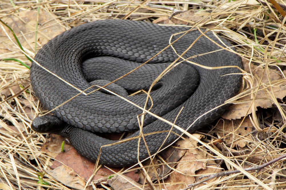 На подогреве