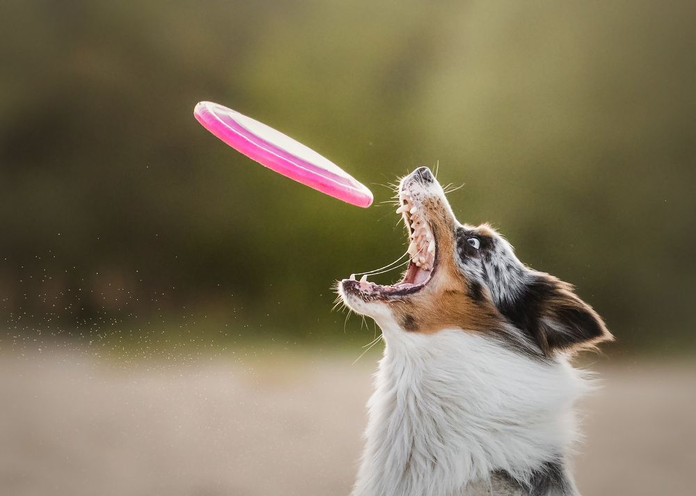 Tofu the border collie