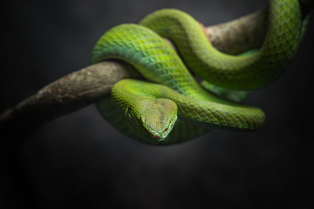 Photograph by Hoang Viet Nguyen