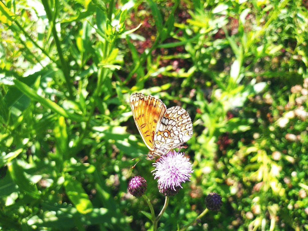 Photograph by Инна Голубева