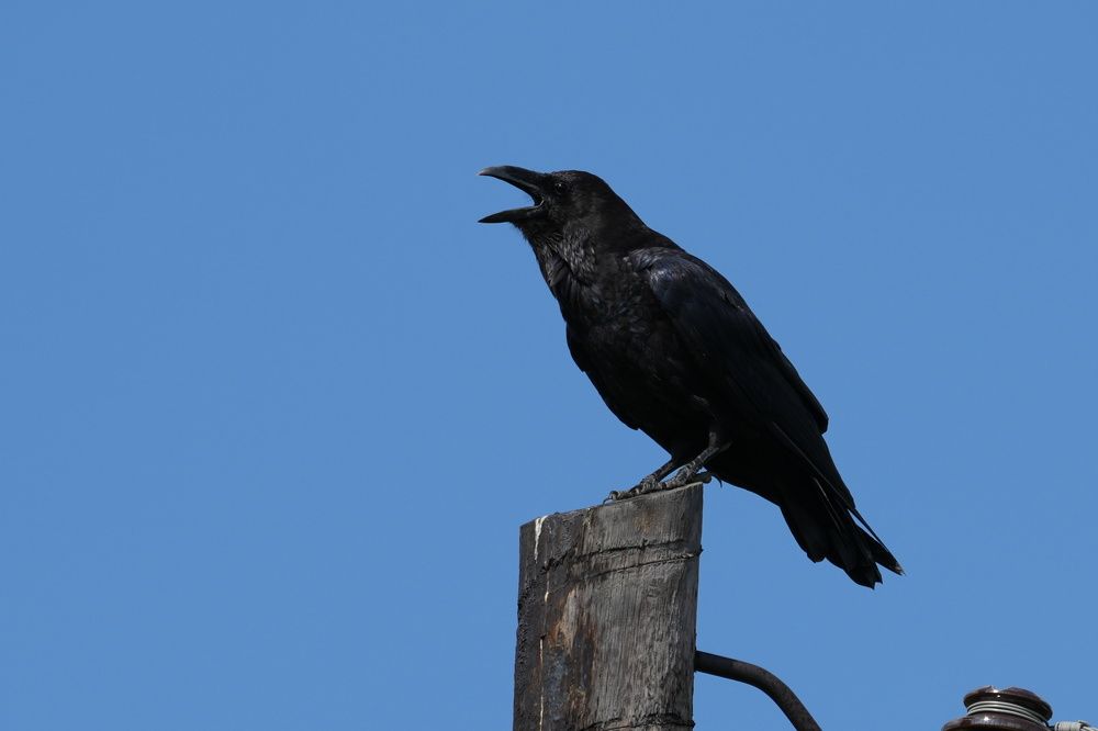 Photograph by Алексей Курносов