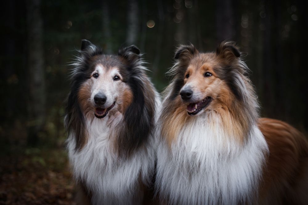 Photograph by Соколова Елена