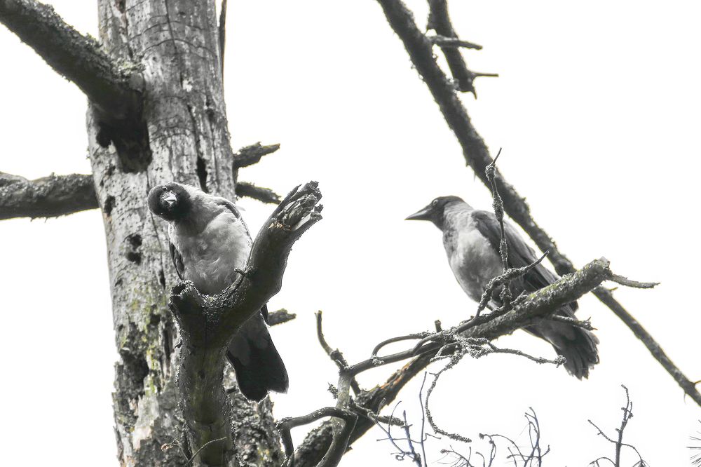 Photograph by Алексей Курносов