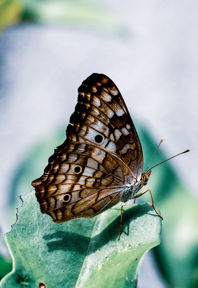 Photograph by Mariana Barboza