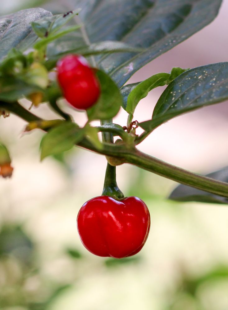 Photograph by Mariana Barboza