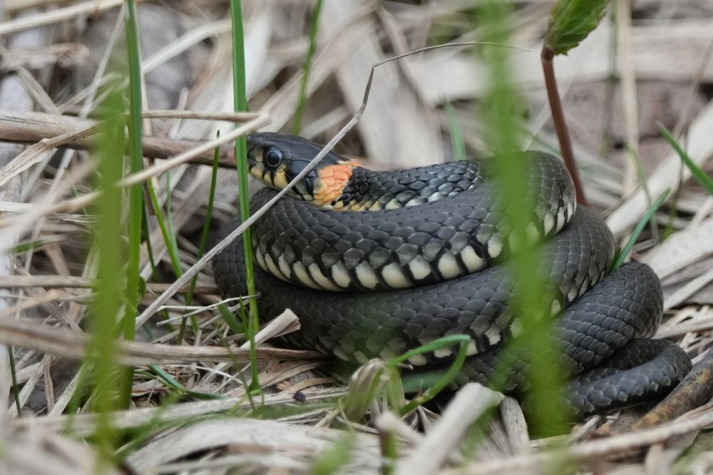 Photograph by Алексей Курносов