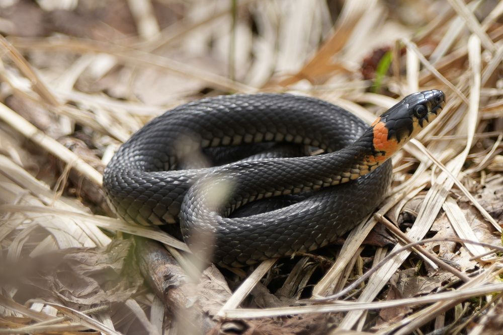 Photograph by Алексей Курносов