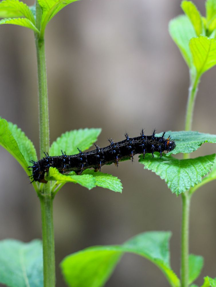 Photograph by Mariana Barboza