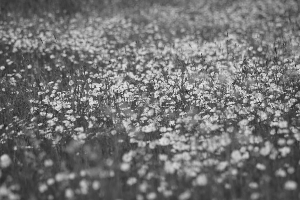 Photograph by Алексей Курносов