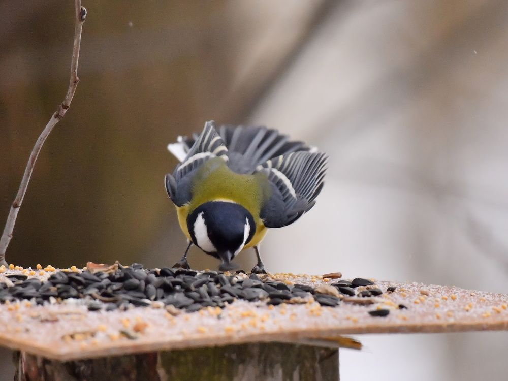 Большая синица