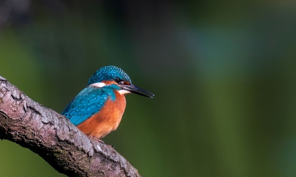 Зимородок - Alcedo atthis