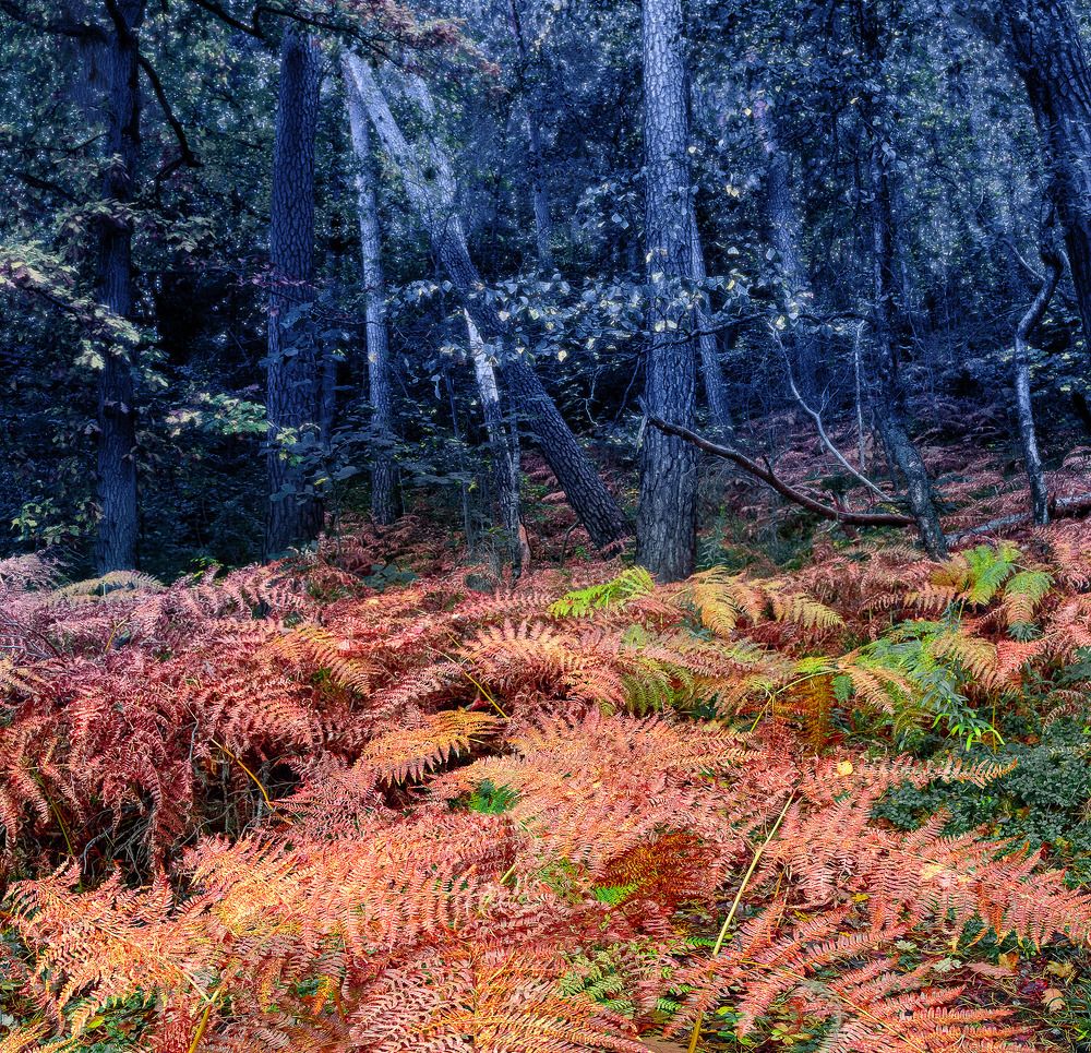 Там где папоротник пышный должен будет расцвести
