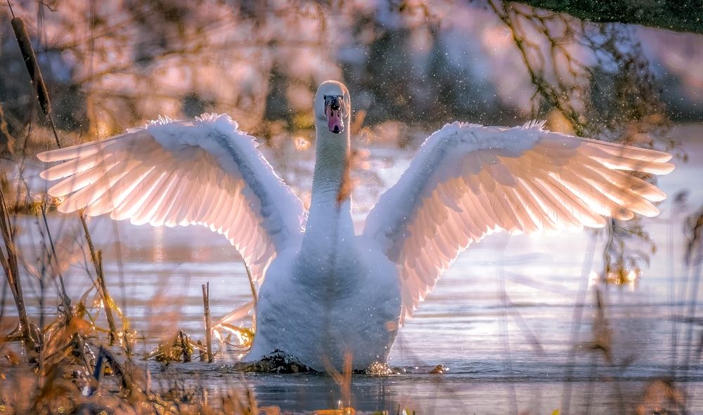 Монарх Рассвета